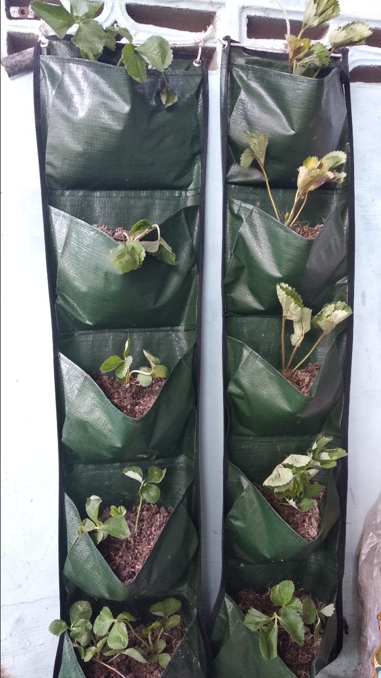 Wall Planter Bags Hanging Planter Bag Dinding 5 Kantong Easy Grow