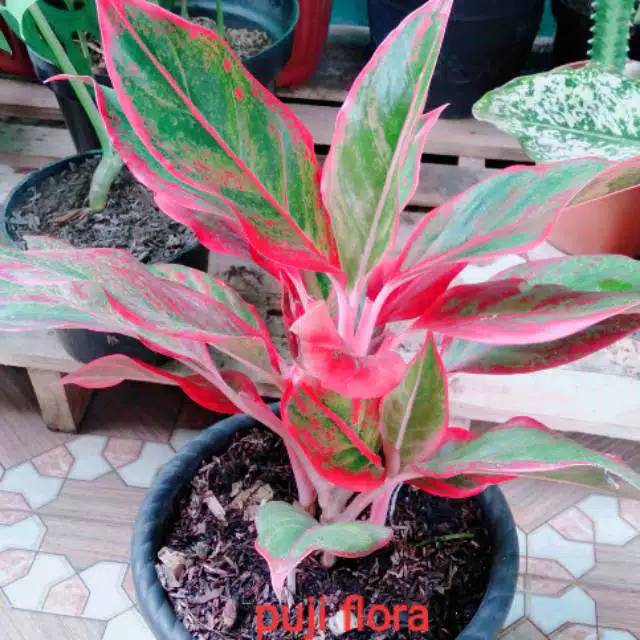 Flash Sale Pohon Aglonema Lipstik Merah/siam Aurora gBYrMVMuDZ0Kg8