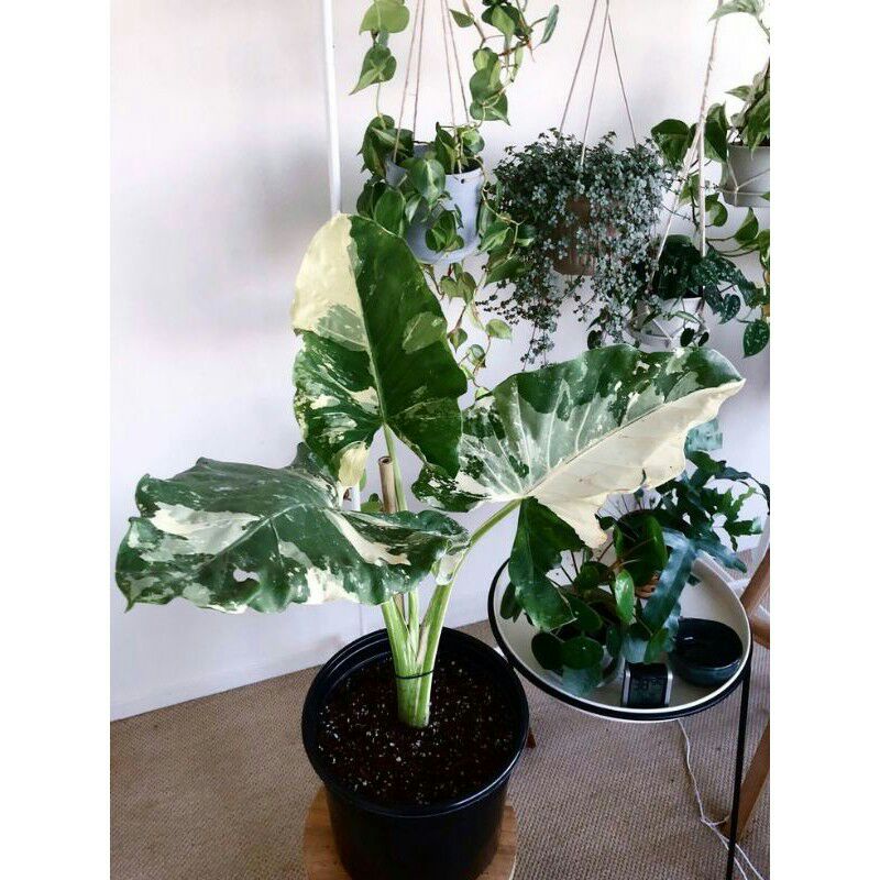 Tanaman Hias Hidup Sente Varigata Lompong Varigata