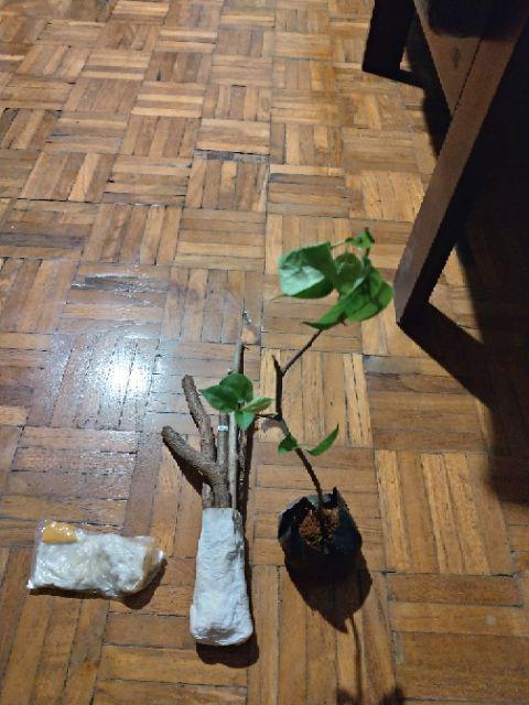 Bougenvile Pink/bambino Baby Alison./ Bogenvil. Bougenville