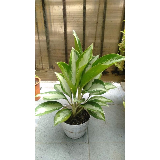 Aglonema Diven silver aglonema susu