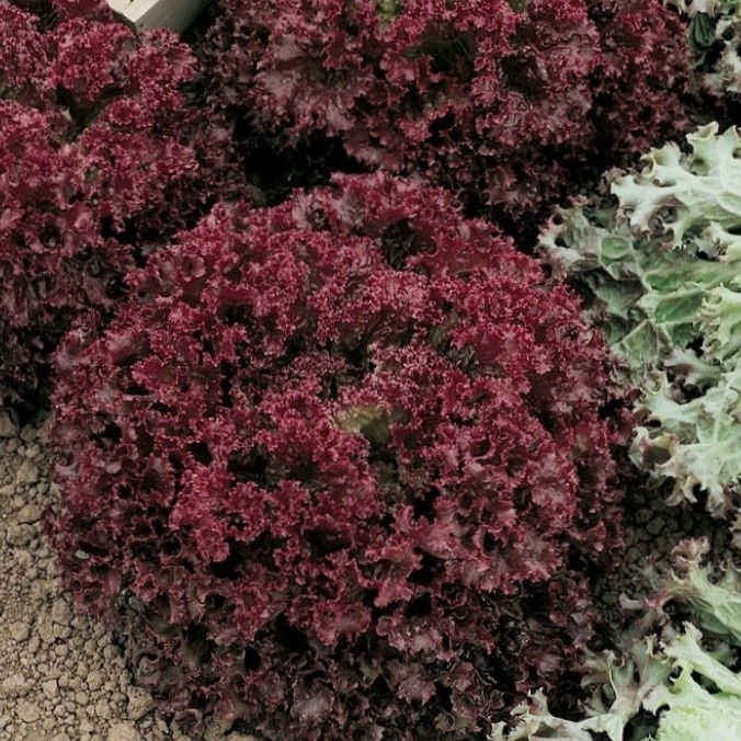 

BIG SALE BIBIT SELADA KERITING MERAH LOLLO ROSSA (HAIRA SEED)