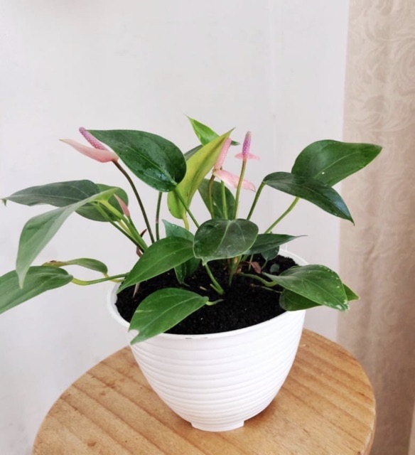 Anthurium mini