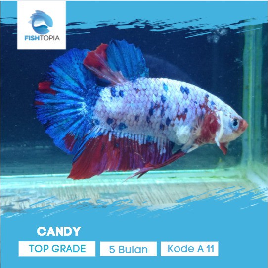 IKAN CUPANG CANDY MARBLE TOP GRADE IKAN HIAS AQUARIUM BETTA FISH TANK