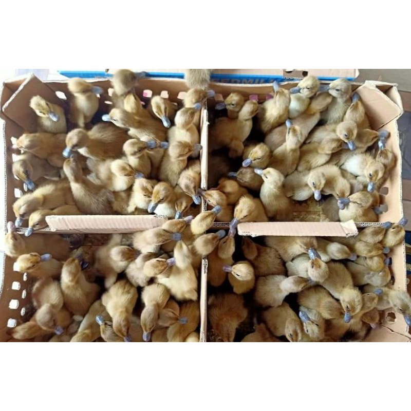 DOD anak bebek lokal jantan "pengiriman hanya menggunakan Grab/Go-Jek/Shopee ekspres"(pengiriman han