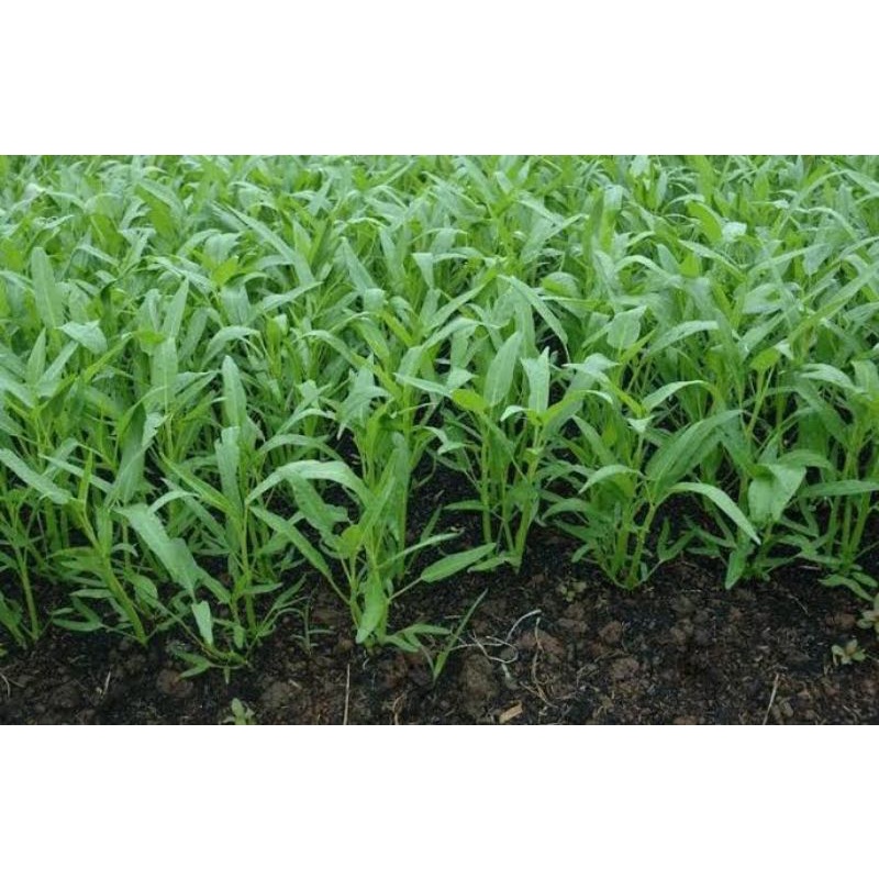 ID BENIH KANGKUNG 1 KG