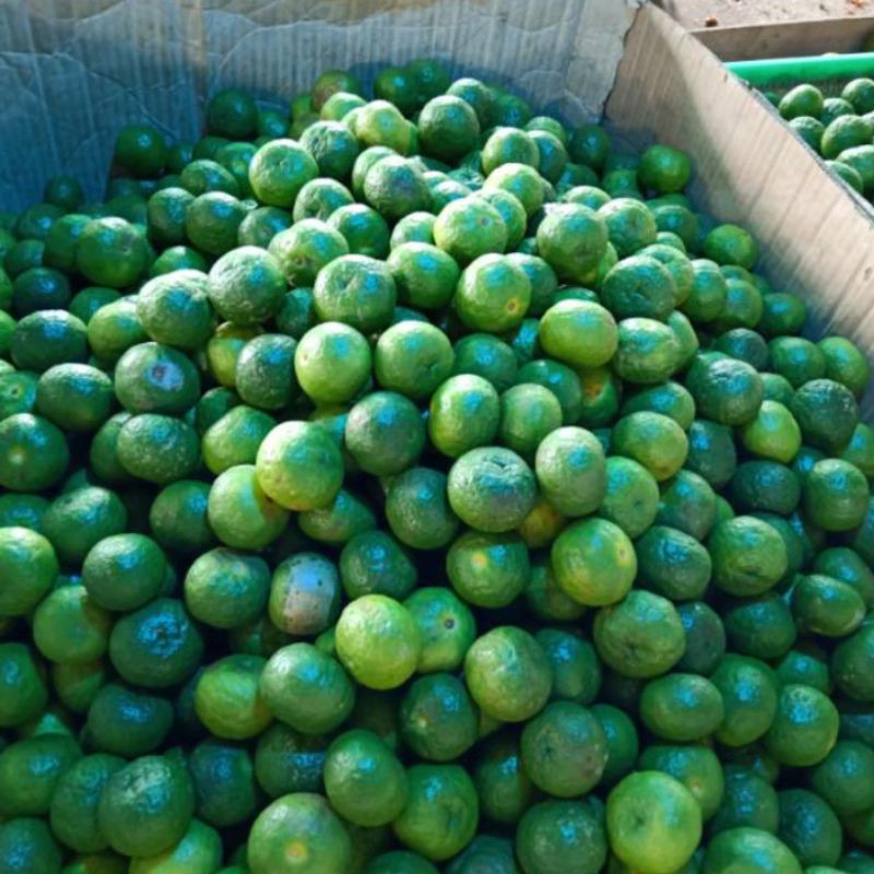 

jeruk limo HD fresh per 250gram