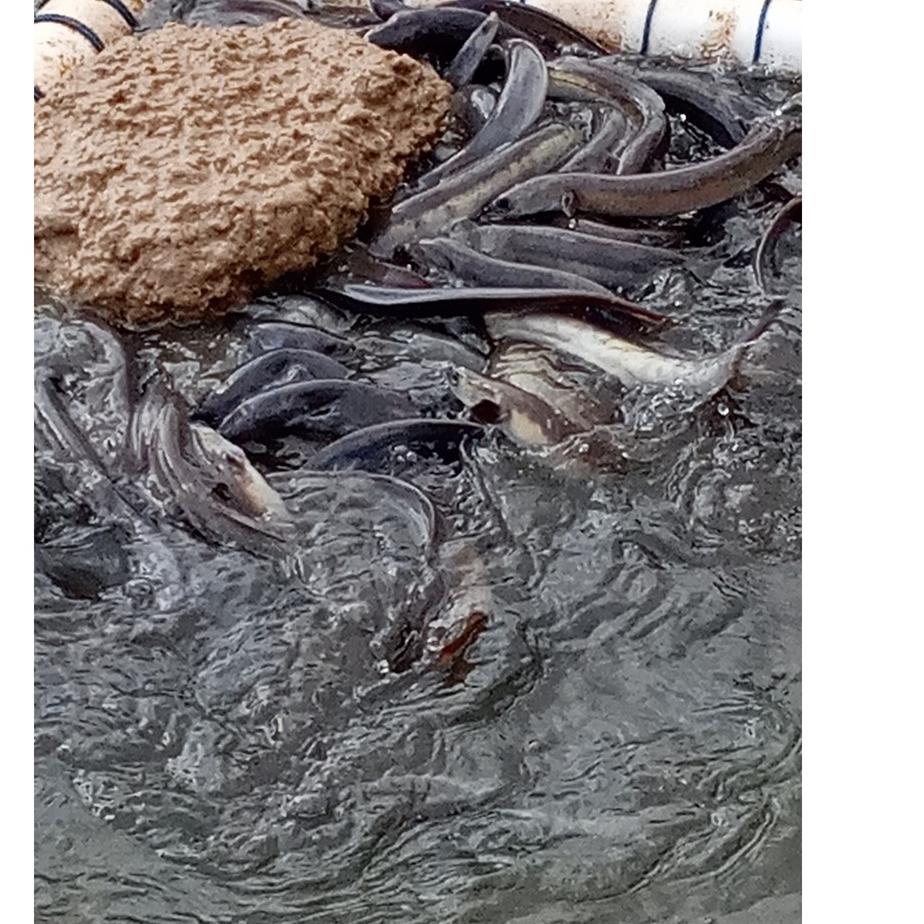 Pakan Sidat Pasta Ikan Sidat Kemasan Uji Coba Paket 1 Kg 