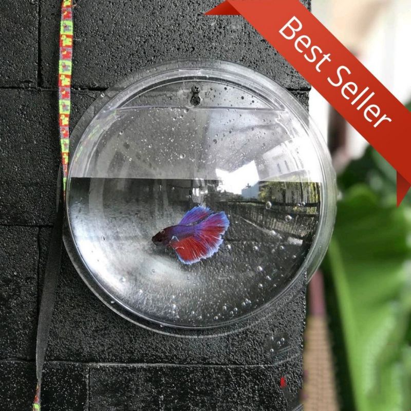 AQUARIUM AKUARIUM DINDING UKURAN BESAR BAHAN AKRILIK + FREE BATU KORAL HIAS
