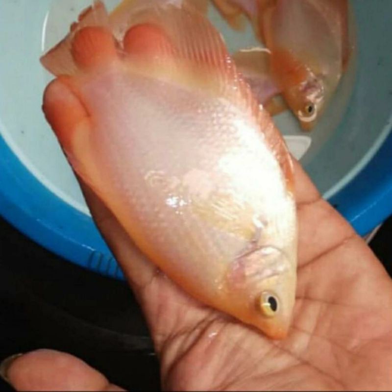 bibit ikan gurame Padang 3 sampai 4 jari
