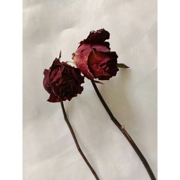 DRIED ROSES MERAH | MAWAR MERAH KERING