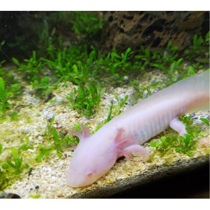 Harga Ikan Axolotl Salamander Terbaru Mei 21 Biggo Indonesia