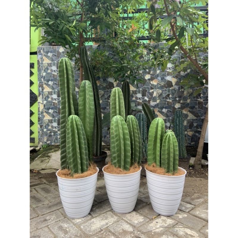 Tanaman Hias Kaktus Koboi 3pcs Tersusun TANPA DURI /Pohon Kaktus Belimbing/ Bunga Hias Kaktus koboi 