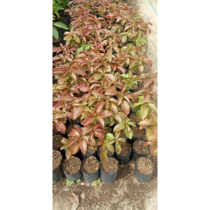 

bibit alpokat ret vietnam