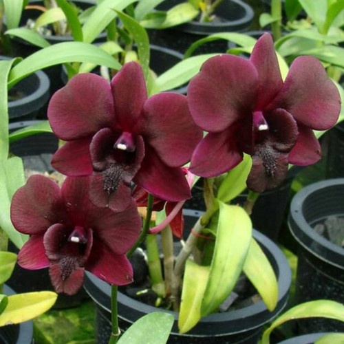 Anggrek Dendrobium Black Cat