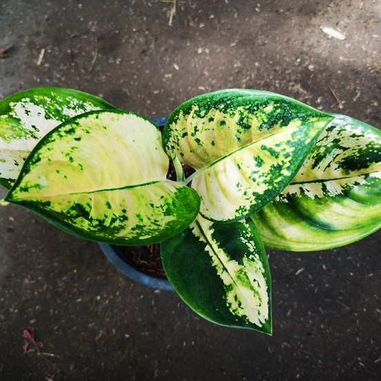 tanaman hias aglonema kochin kuning murah TERLARIS
