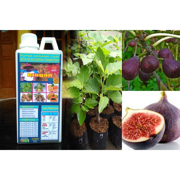 PUPUK ORGANIK CAIR (POC) BIOGAN UNTUK TANAMAN BUAH TIN