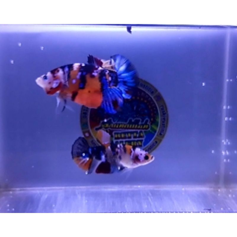 Sepasang Cupang Hias Multi Color Galaxy (Nice Color)