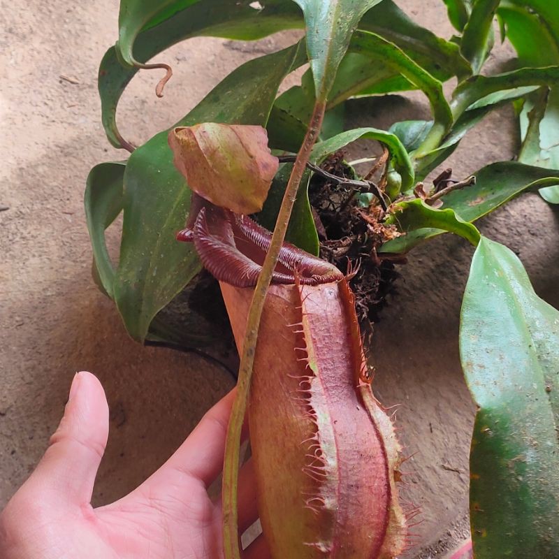 Nepenthes sumatrana / NEPENTHES KANTONG