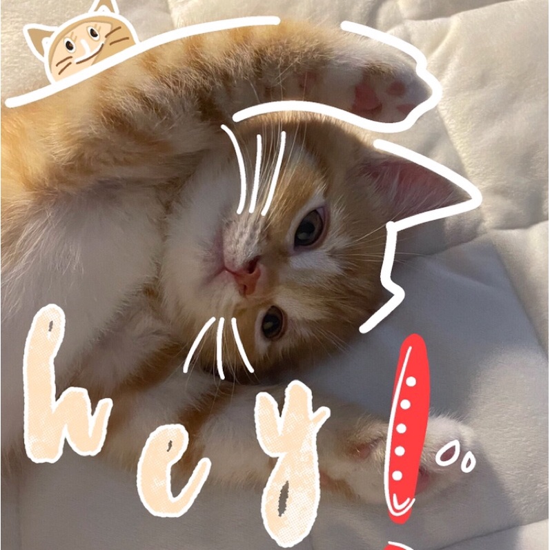 [WTB] NCT DREAM DAD PHOTOBOOK VOL.2 JENO MARK JISUNG