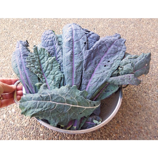 Benih-Bibit Kale Dazzling Blue (Haira Seed)