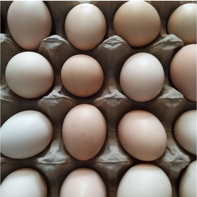 

Telur Ayam Kampung Asli