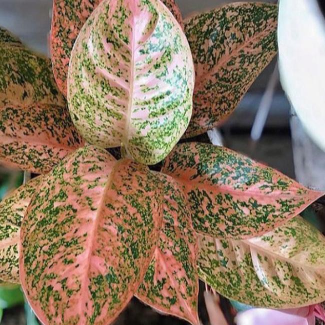 ➣ Bonggol Aglonema Orange Stardust | Bonggol indukan ❁