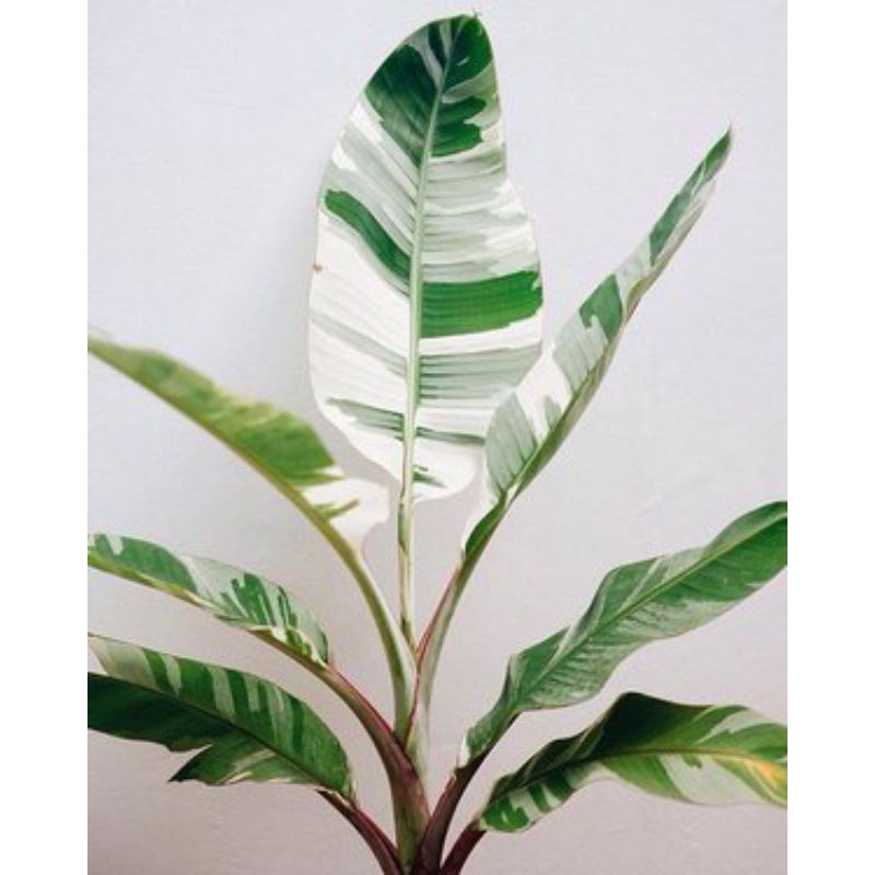 tanaman heliconia varigata - pohon pisang pisangan heliconia variegata