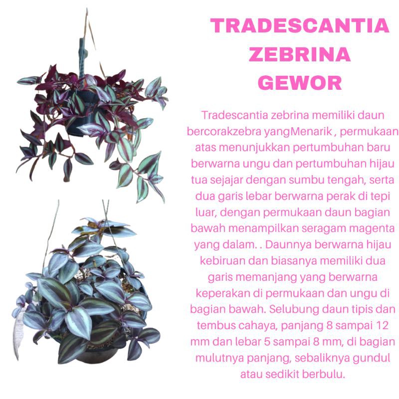 PROMO TANAMAN HIAS BUNGA TRADESCANTIA ZEBRINA GEWOR KUALITAS SUPER | TANAMAN GANTUNG | COD