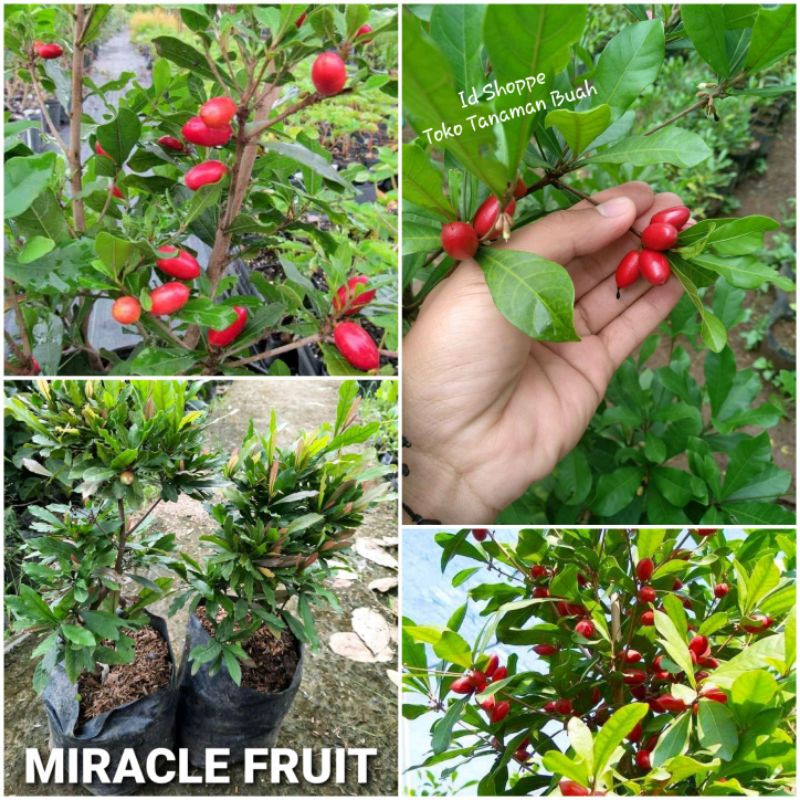 Bibit Miracle Fruit