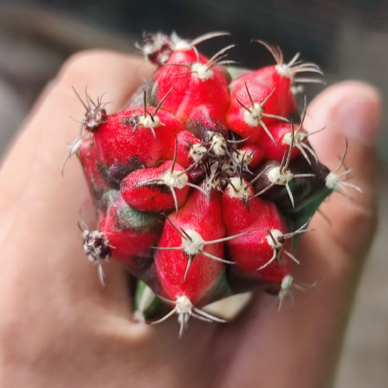 Kaktus Gymnocalycium hibotan nishiki grafting