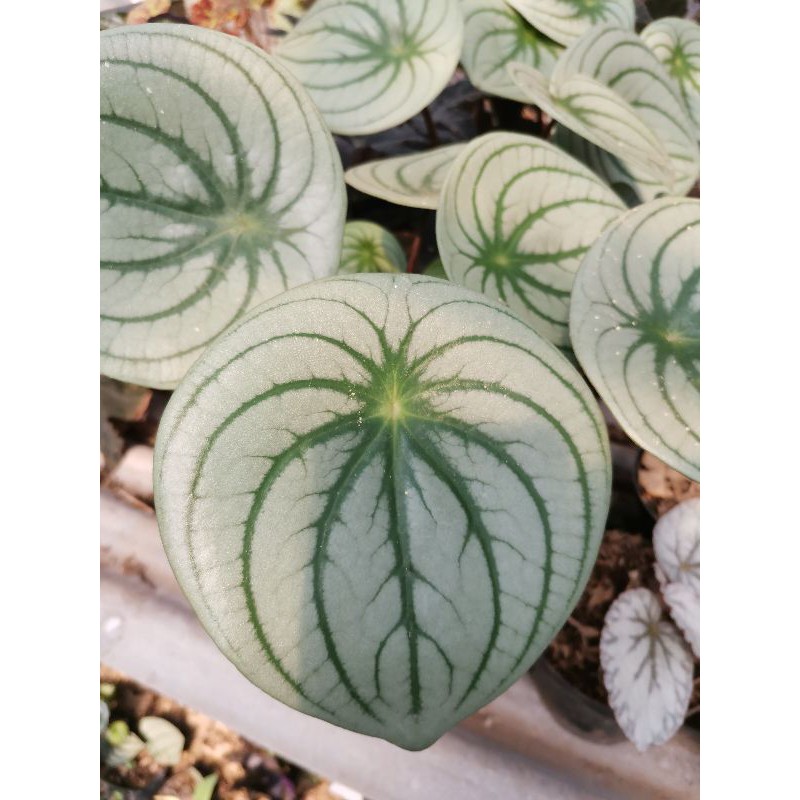 TANAMAN HIAS PEPEROMIA WATERMELON// PEPEROMIA SEMANGKA