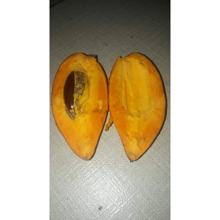 bibit buah yellow sapote/sawo mentega/alkesa