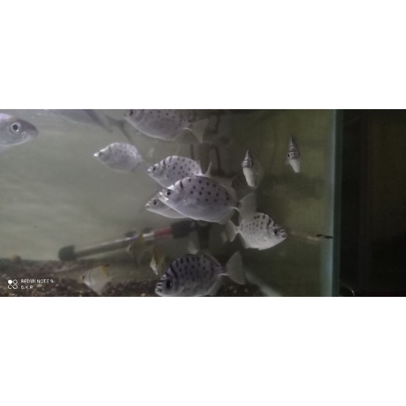 Silver Scat/Kiper Silver cocok aquascape