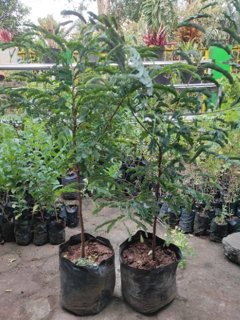 Bibit Tanaman Pohon Asam Jawa Asem Jawa Unggul Bahan Bonsai