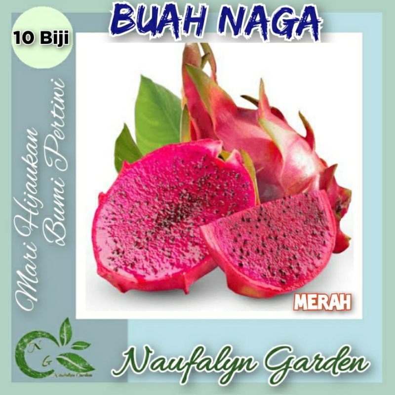 10 Benih Buah Naga Merah Benih Bibit Biji Buah Unggul Berkualitas