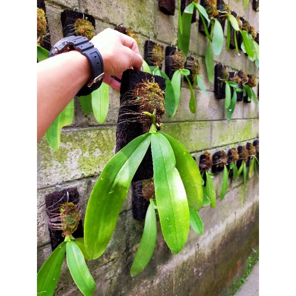 Anggrek bulan putih dewasa