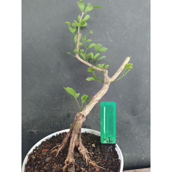 bahan bonsai asem londo / asem kranji program pecah batang cakep