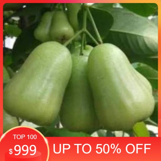 

bibitg jambu madu deli