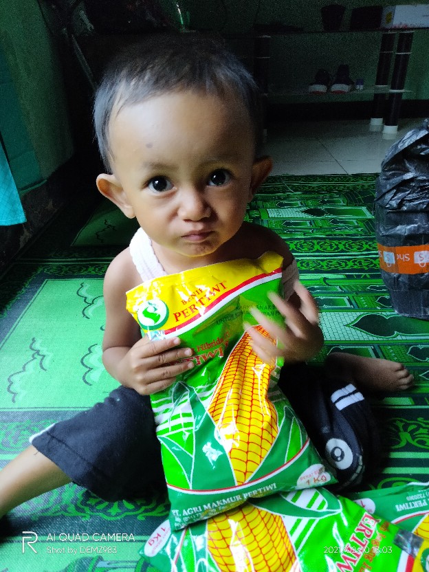 Bibit Jagung. Benih Jagung Hibrida F1 Pertiwi 3 (1 Kg)