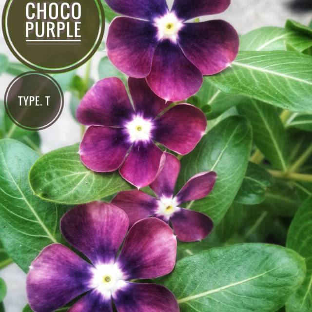 Benih Vinca Tegak / Vinca Choco Purple