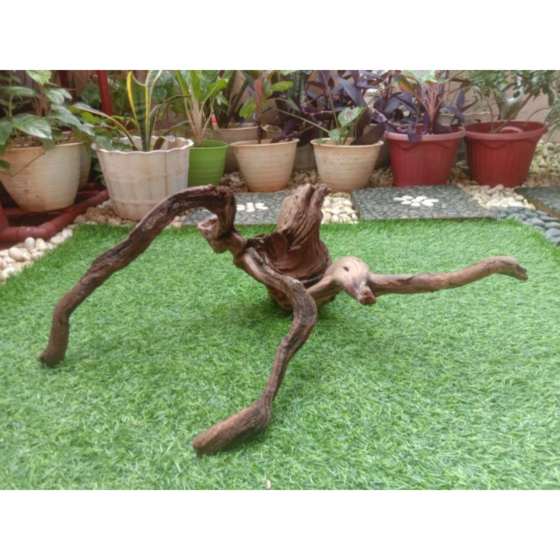 kayu stigi karang atau laut grade A