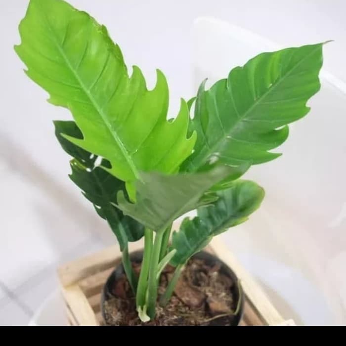 tanaman hias philodendron gregaji - philodendron gregaji daun besar