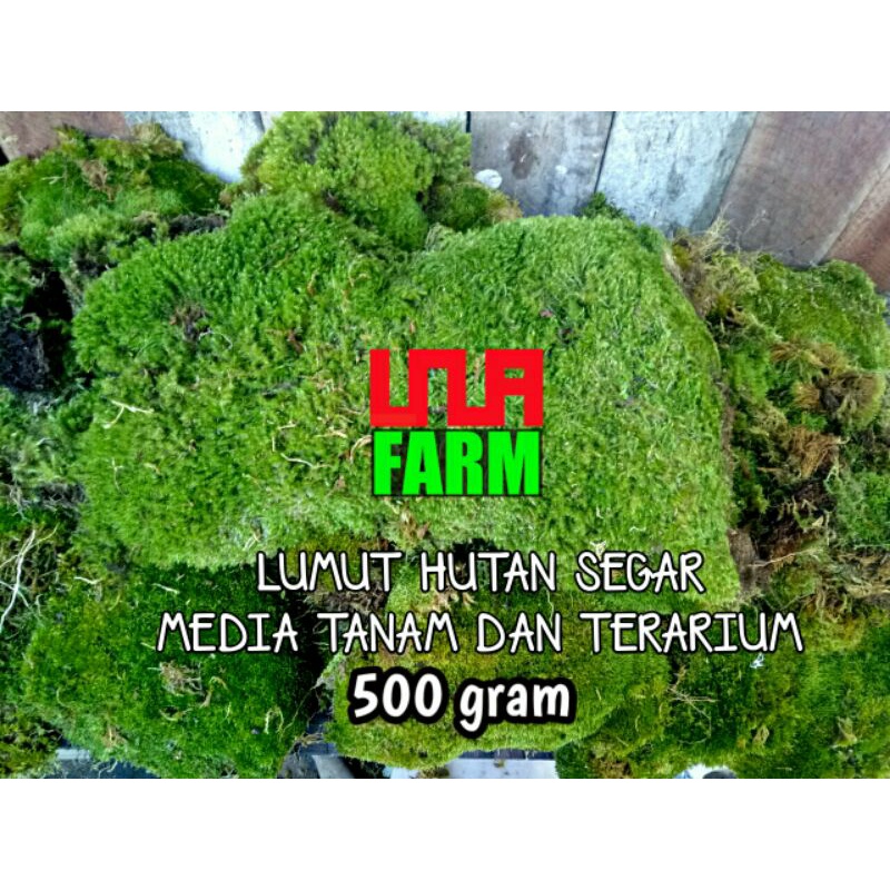 Lumut hidup /  living mos media tanam dan hiasan terarium