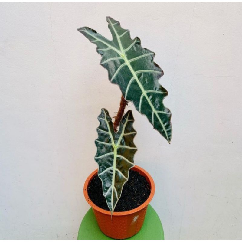 Tanaman hias Alocasia Amazone - Alocasia Tengkorak