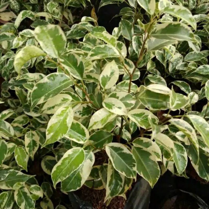 TANAMAN HIAS BERINGIN VARIGATA - BERINGIN VARIGATA