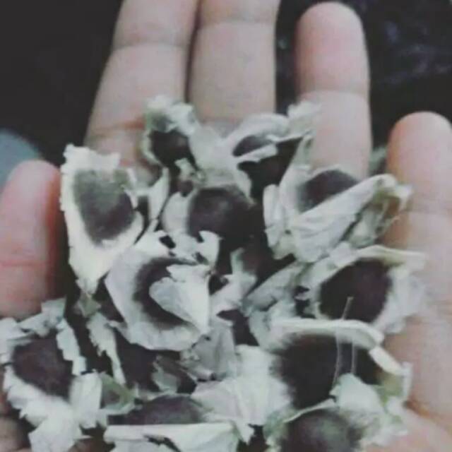 

Biji kelor Moringa Lamuce 1kg