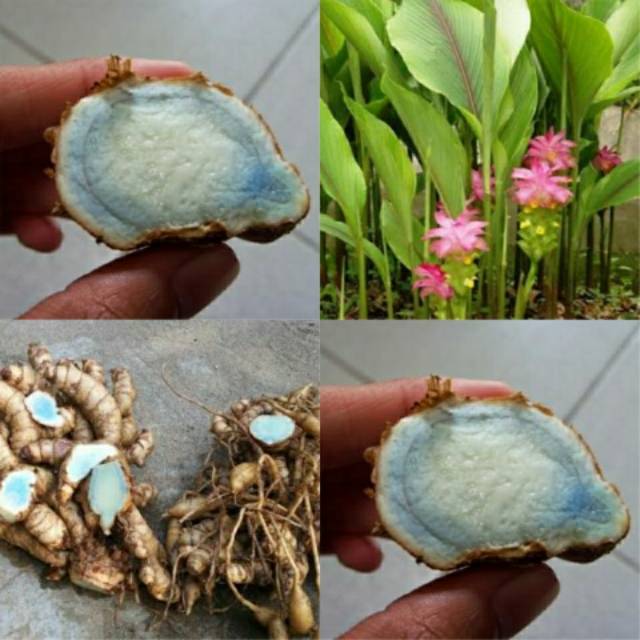 Bibit temu hitam atau temu ireng