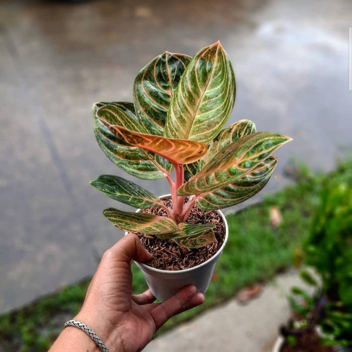 bibit bonggol aglonema rinjani