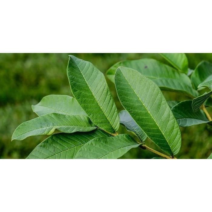 

Daun Jambu Biji Segar Obat Herbal 400gr